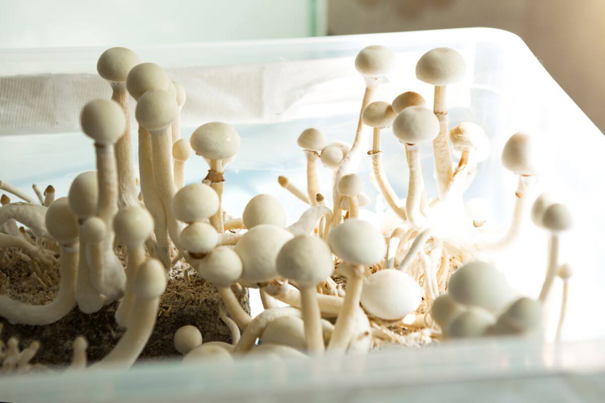 Microdosing Shrooms Psilocybin Its Effects Best Mushroom Store