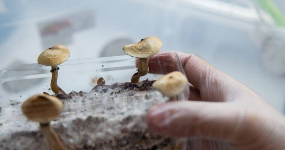 how to grow magic mushrooms