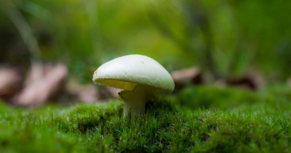 amanita gemmata