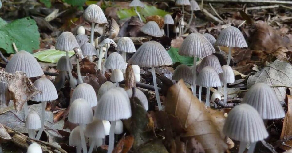 are magic mushrooms legal