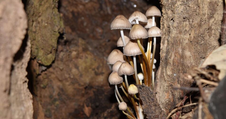 conocybe siligineoides