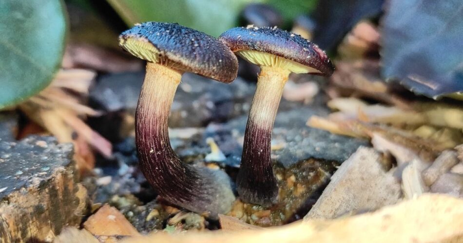 gymnopilus purpuratus