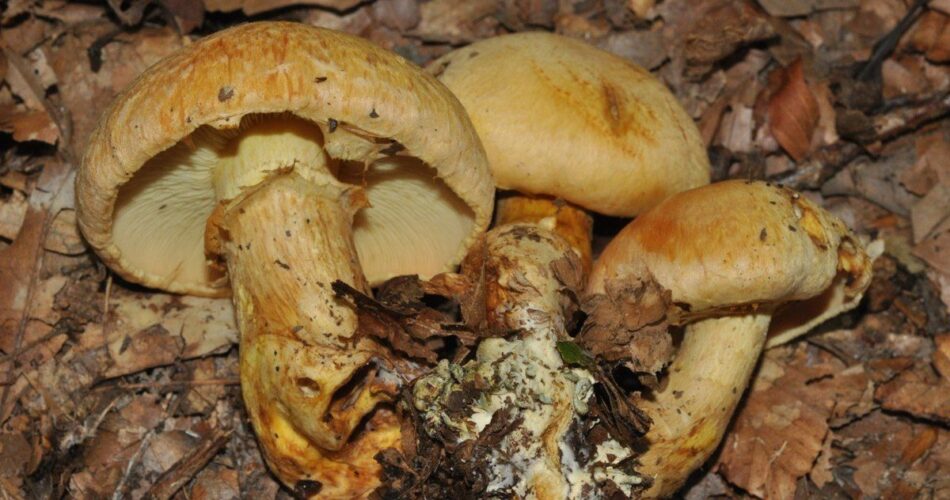 gymnopilus validipes