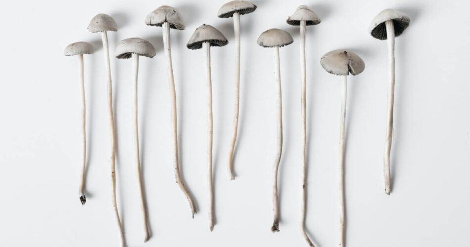 psilocybe cyanescens