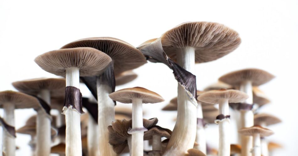 psilocybe strictipes