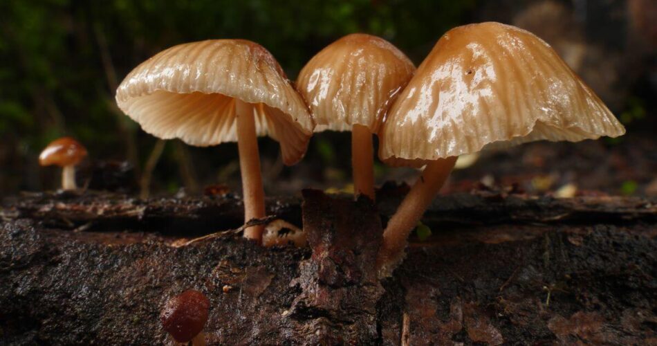 psilocybe weilii