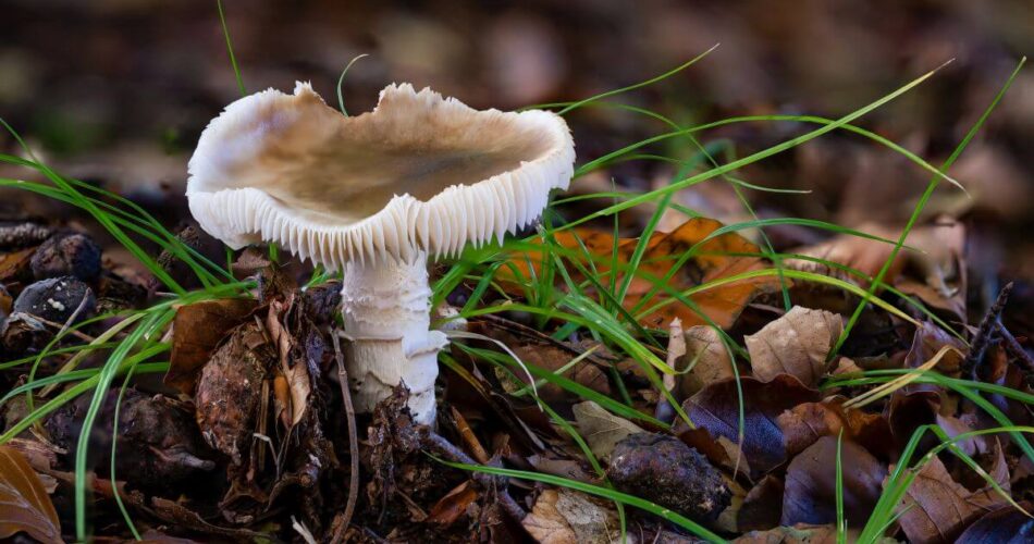 psilocybe weraroa