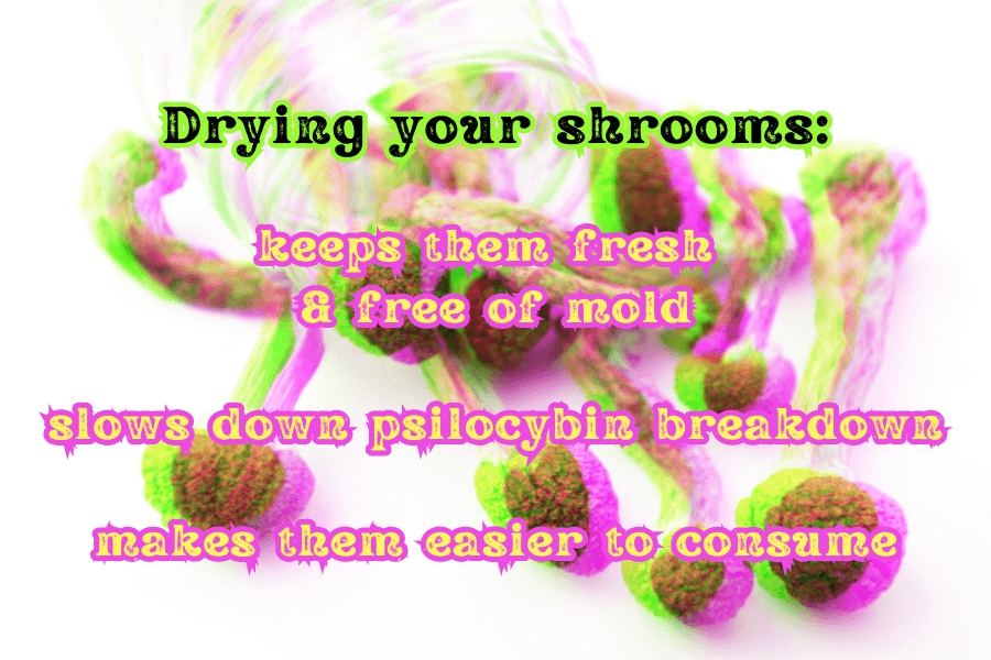 Drying your shrooms:
- keeps them fresh & free of mold
- slows down psilocybin breakdown
- makes them easier to consume