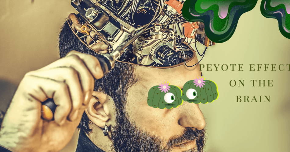 peyote effects on the brain